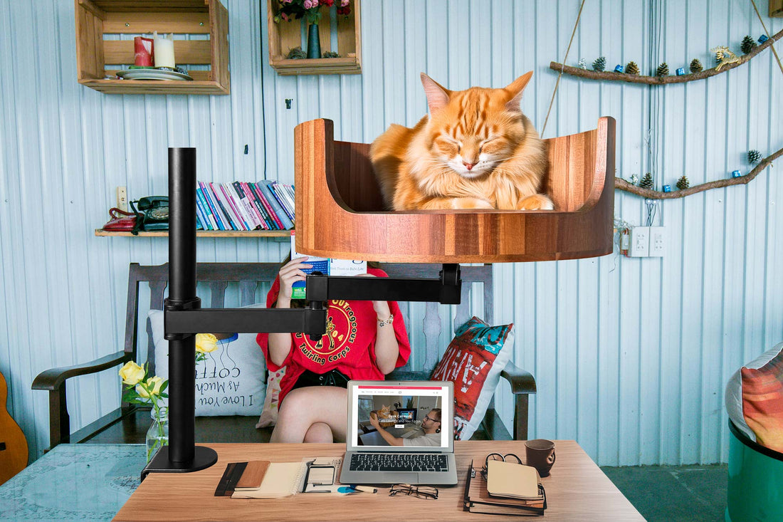 4 years old cat in human years