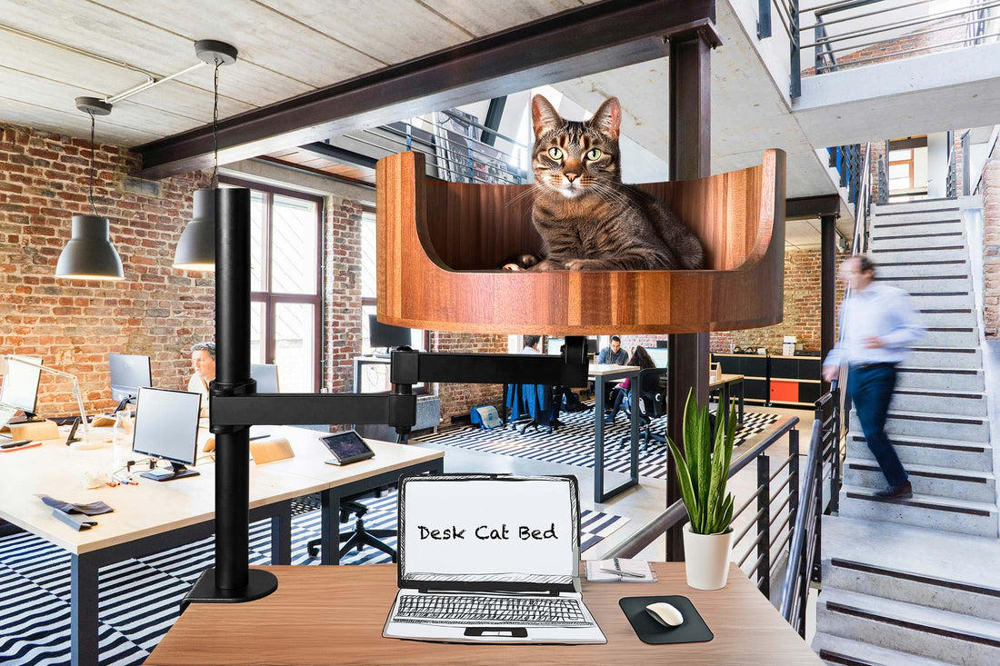 cat bed on wall