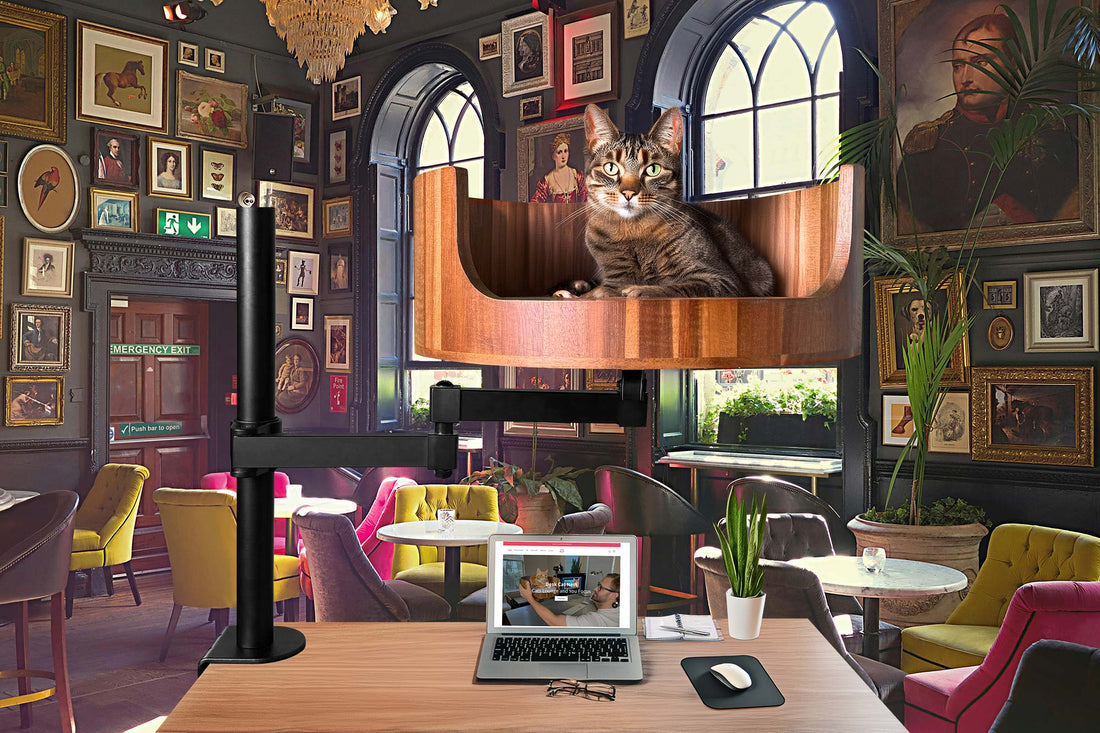 my pet cat essay 150 words