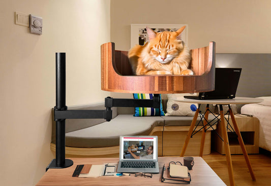 bed bugs and cats treatment