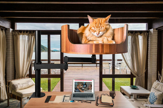 can cats eat house flies