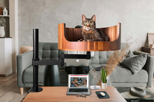 can i give my cat 5mg of melatonin