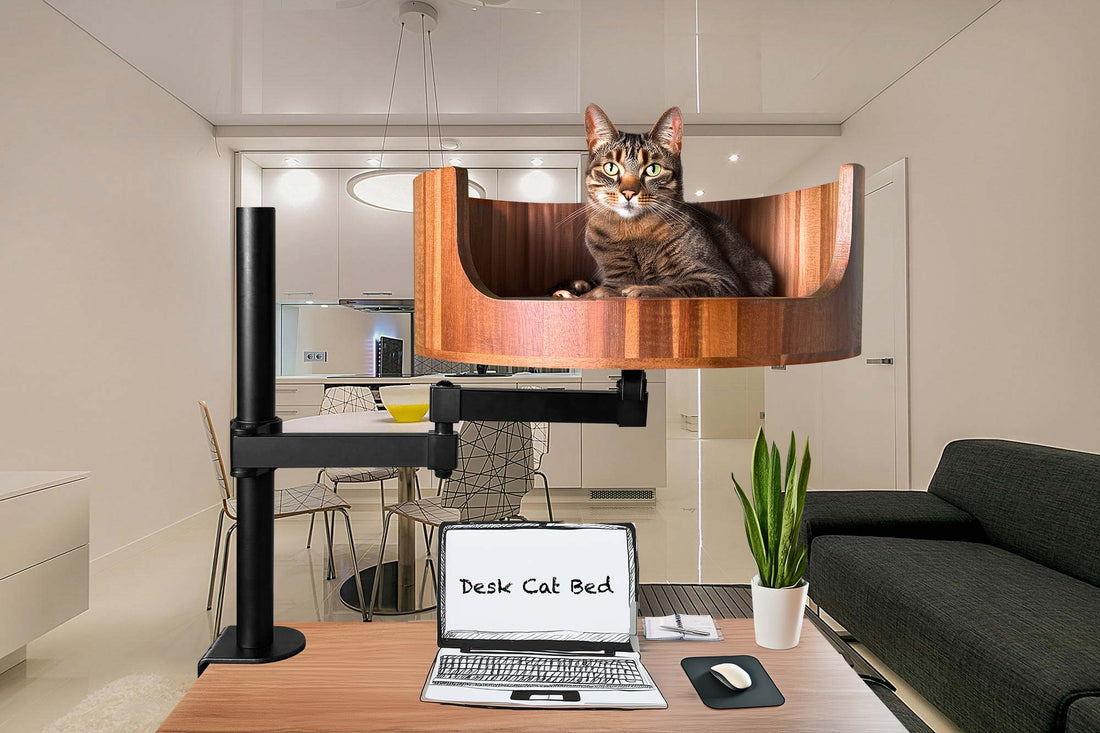 cat house qatar