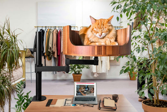 cat sitting on chest