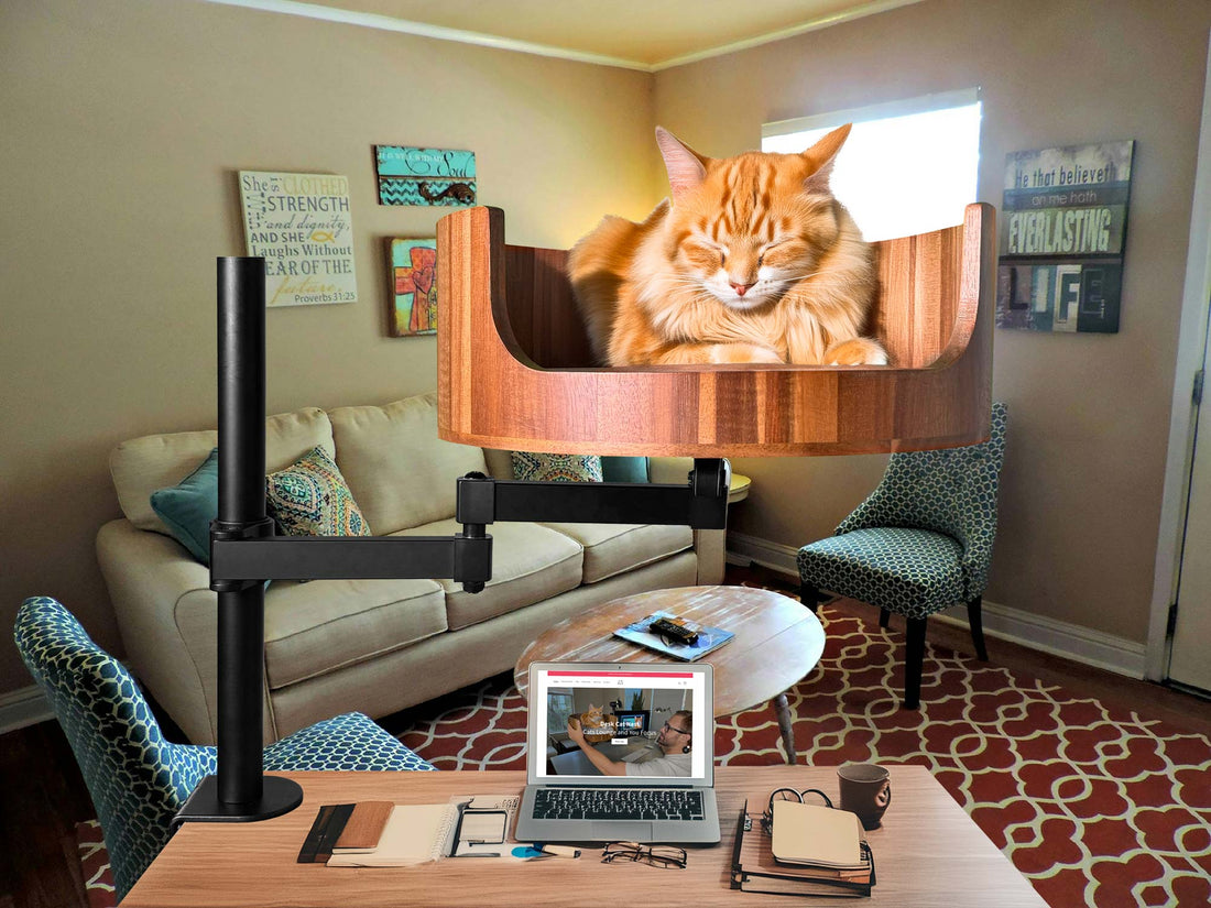 cat twitching while awake