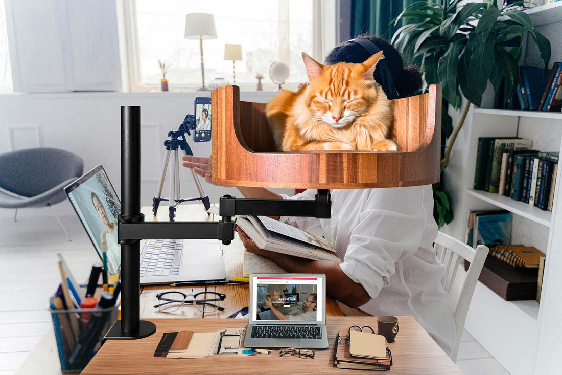 cat working in office