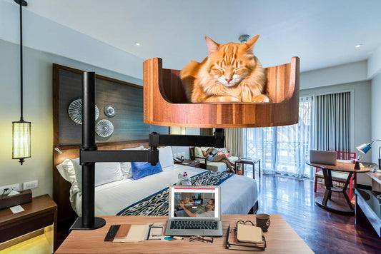 cat years versus human years