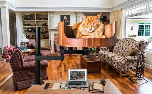 cats age in human years