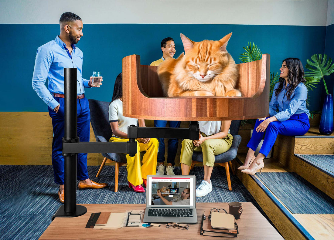 cats age to human age