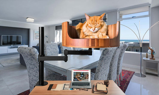 cats have nine lives