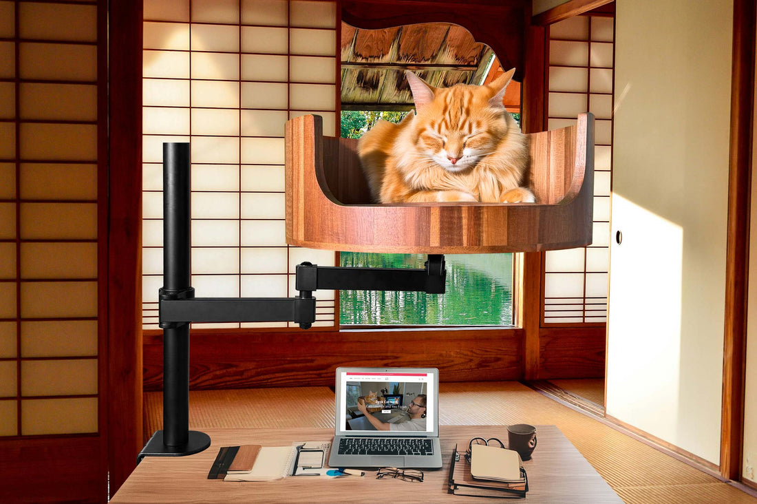 do a cat have 9 lives