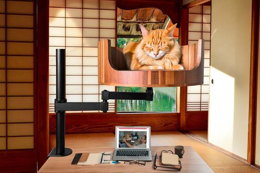 do a cat have 9 lives