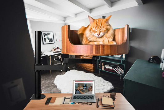 do cats weight fluctuate