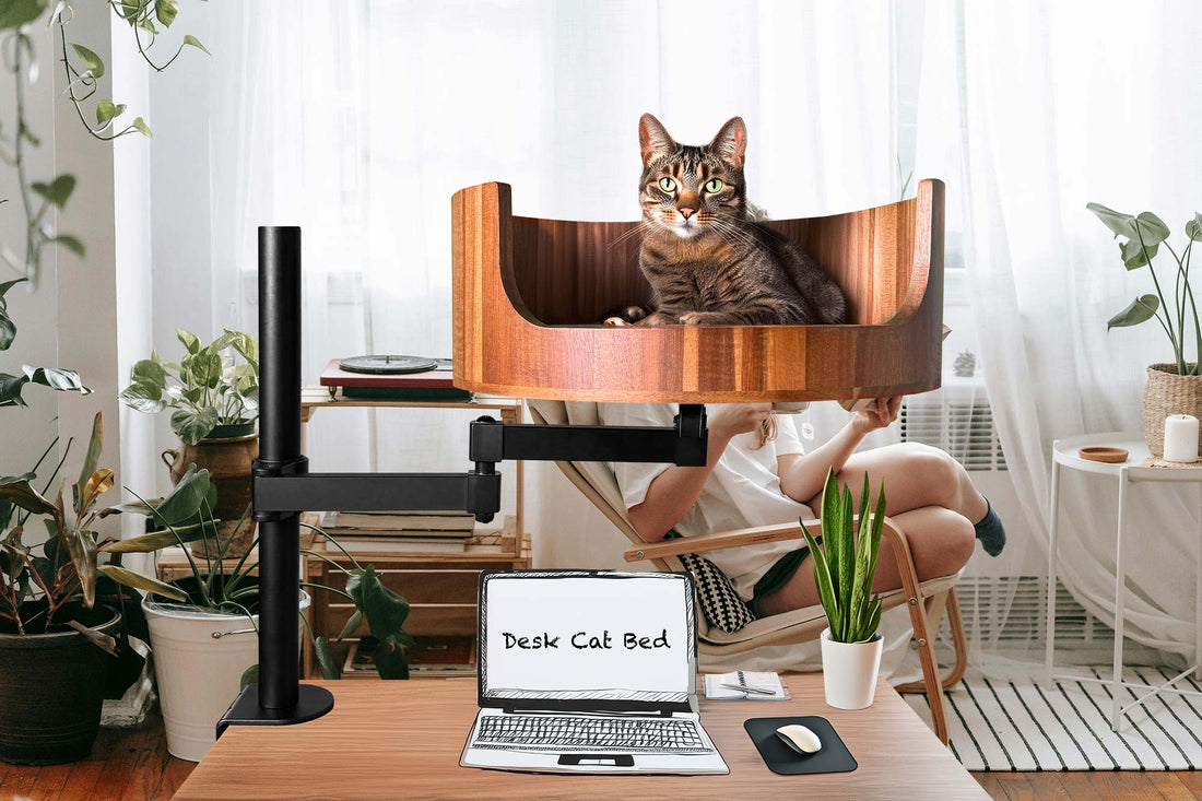 dog farts in cat bed