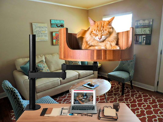 ed sheeran look alike cat