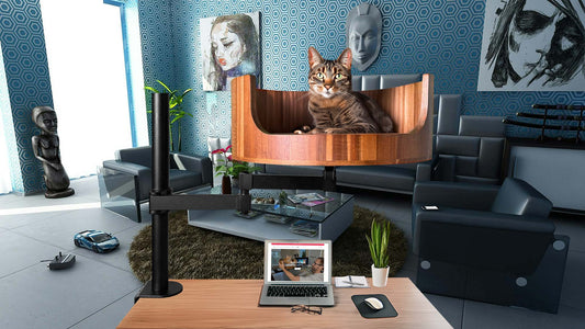 how much zofran can i give my cat