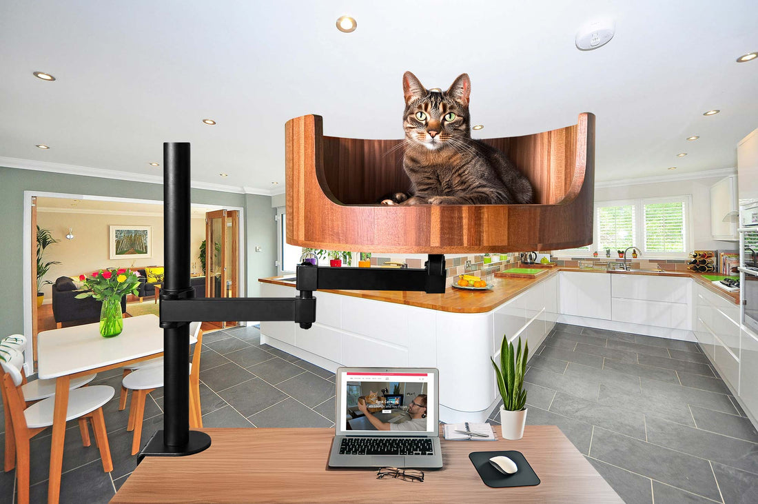 how often should i feed my cat