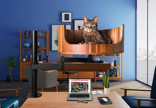 is my cat constipated