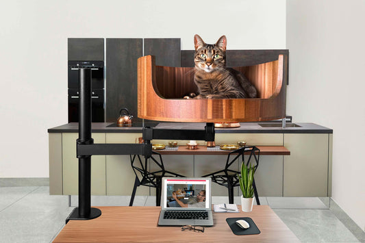 joegush my cat is rockstar