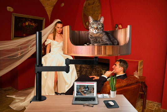 level 38 i can't find my cat