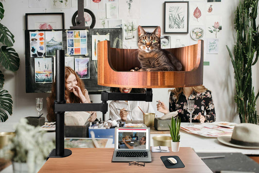 lost my cat how to find it