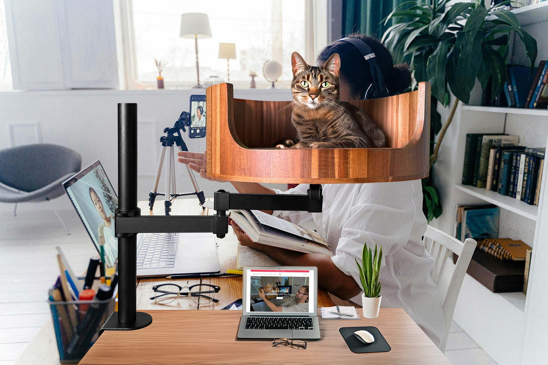 my cat has zoomies at night