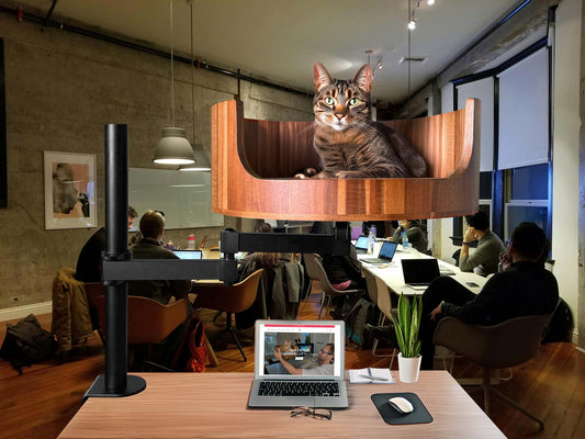 my cat is 2 how old in human years