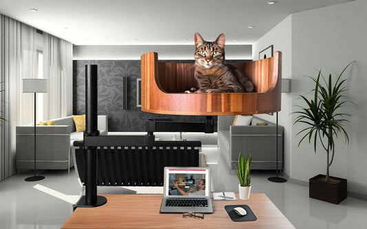 my cat is 3 how old in human years