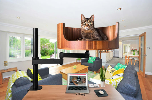 my cat is 3 years old