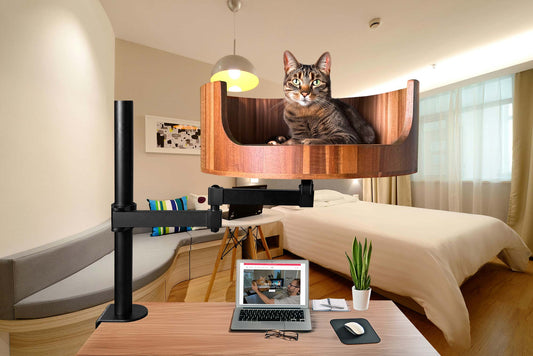 my cat is 7 how old in human years