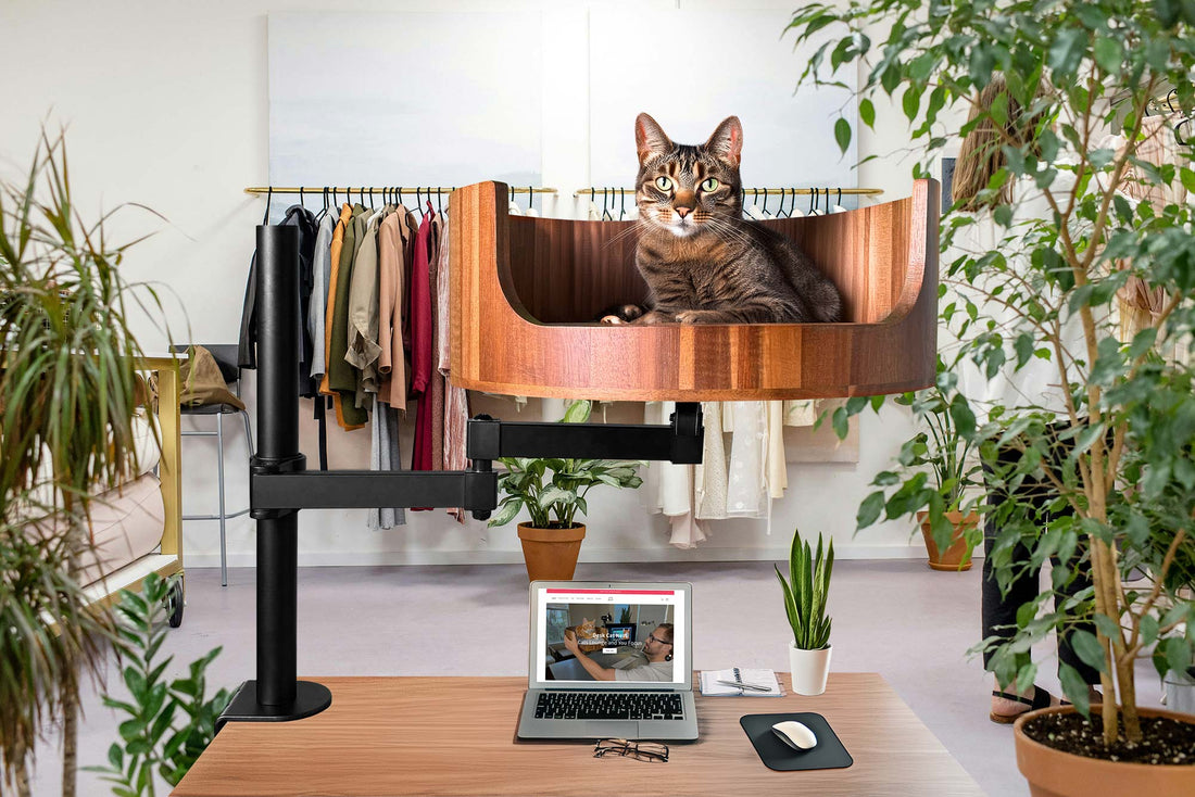 my cat is 9 months old and pregnant