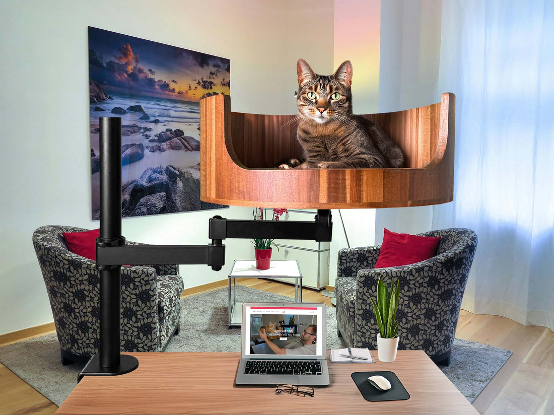 my cat is drinking a lot of water