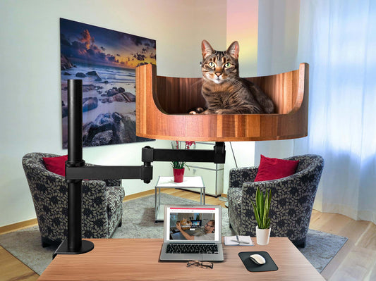 my cat is drinking a lot of water