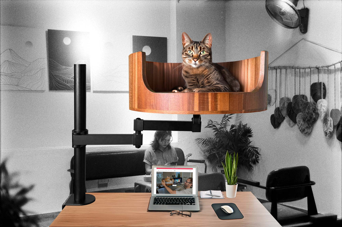 my cat lost a whisker