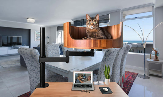 my cat only wants to eat treats