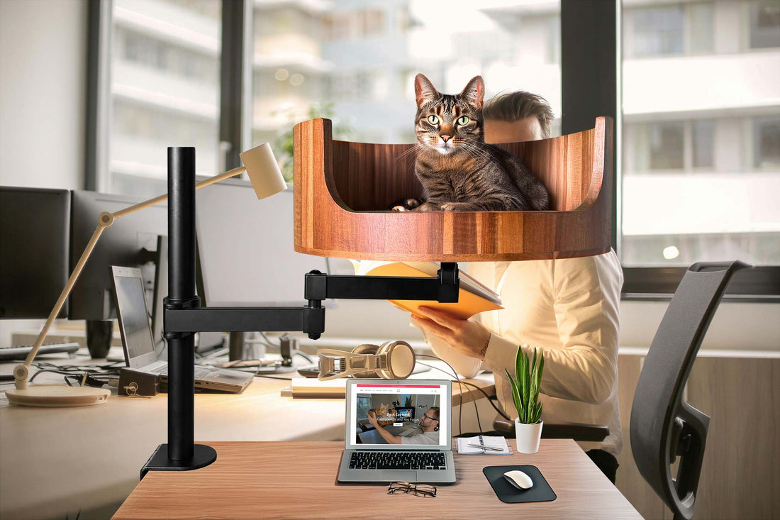 my cat peed on my xbox