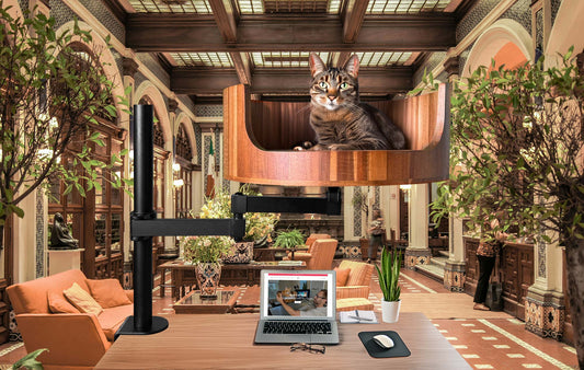 my cat pees on everything