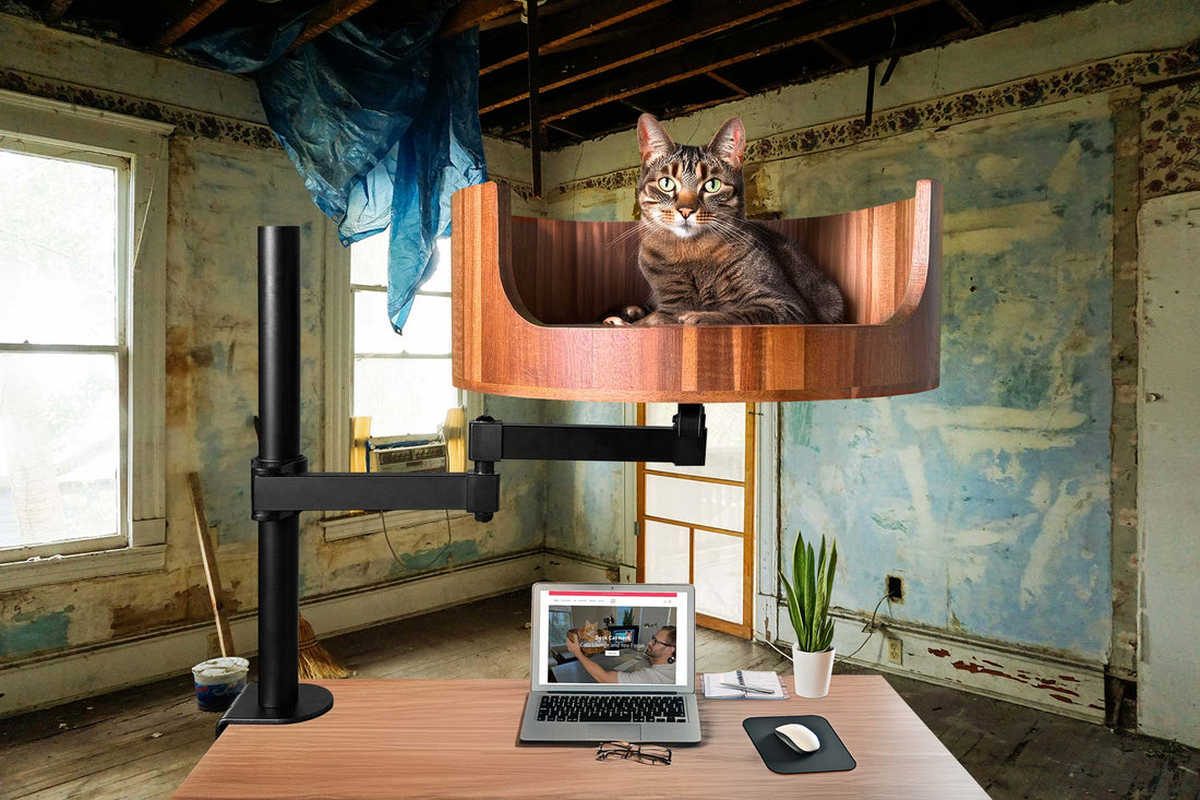 my cat sounds congested