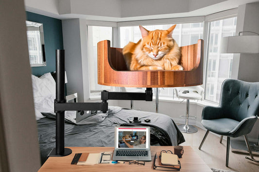 my cat threw up clear liquid