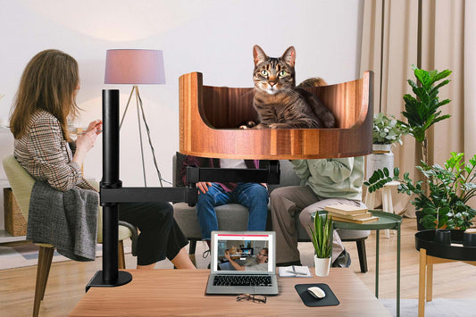 my cat understands me