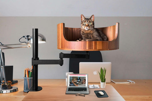 my cat viciously attacked me unprovoked