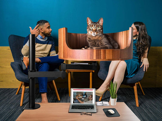 my cat weighs 6 pounds