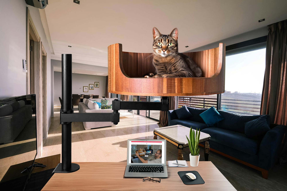 my cat won't stop meowing at night