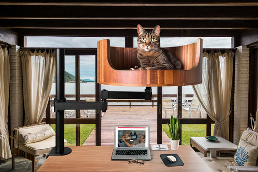 my cat won't stop sneezing