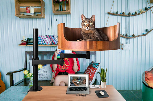 my cat yawns when i yawn