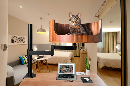 my cat yowls at night