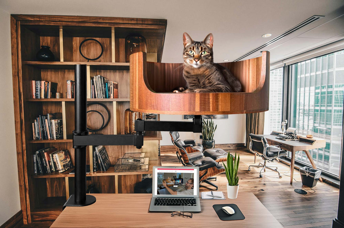 My Cat Zones Out: Understanding Feline Daydreaming – Desk Cat Nest