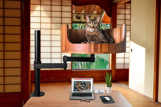 my cat's one ear is hot