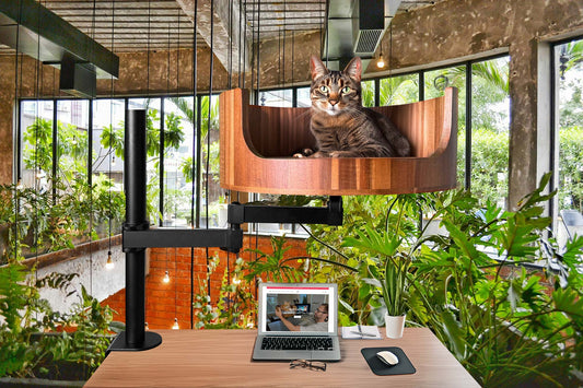 my does my cat keep meowing