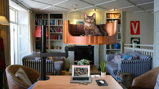 neighbours cat attacking my cat